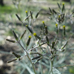 Senecio quadridentatus