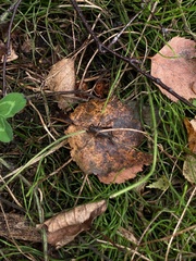 Allonemobius fasciatus