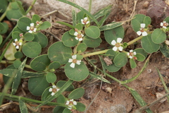 Euphorbia albomarginata