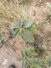 Asclepias nyctaginifolia