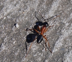 Camponotus consobrinus