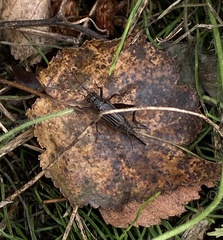 Allonemobius fasciatus