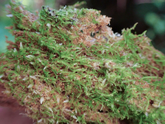 Cephalozia bicuspidata