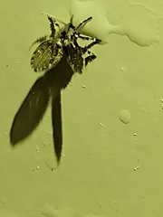 Clogmia albipunctata