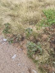 Asclepias nyctaginifolia
