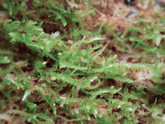 Cephalozia bicuspidata