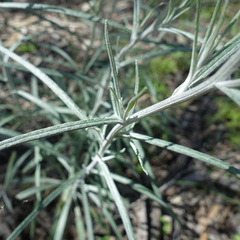 Senecio quadridentatus