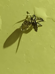 Clogmia albipunctata