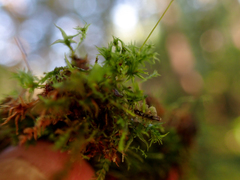 Tetraphis geniculata