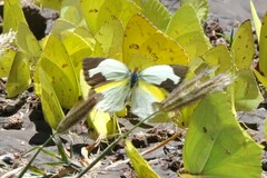 Abaeis mexicana