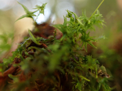 Tetraphis geniculata