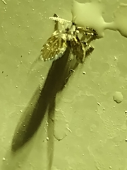 Clogmia albipunctata