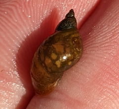 Lymnaeoidea