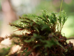 Tetraphis geniculata