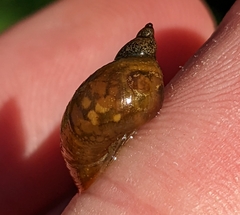 Lymnaeoidea