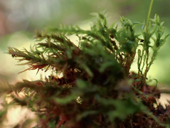 Tetraphis geniculata