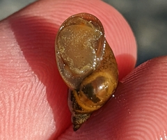Lymnaeoidea