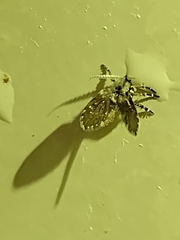 Clogmia albipunctata