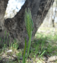Hordeum