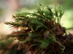 Tetraphis geniculata