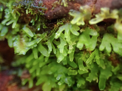 Riccardia chamedryfolia