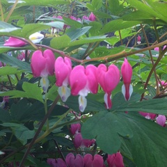 Lamprocapnos spectabilis