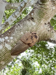 Synoeca septentrionalis