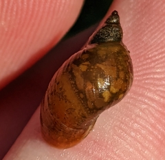 Lymnaeoidea