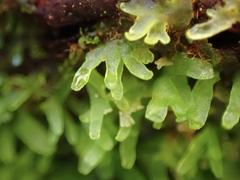 Riccardia chamedryfolia