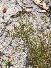 Lechea sessiliflora