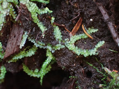 Calypogeia