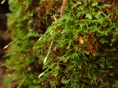 Tetraphis geniculata