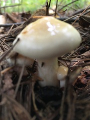 Hygrophorus flavodiscus