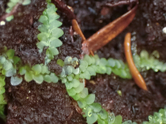 Calypogeia