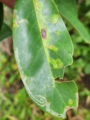 Phyllocnistis magnoliella