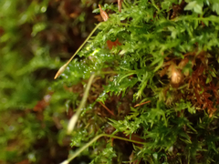 Tetraphis geniculata