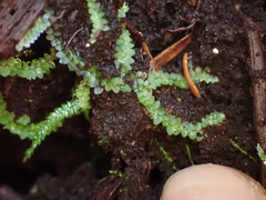Calypogeia