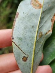 Phyllocnistis magnoliella