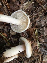 Hygrophorus flavodiscus