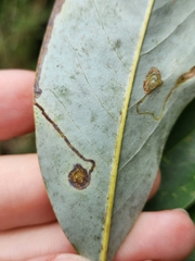 Phyllocnistis magnoliella