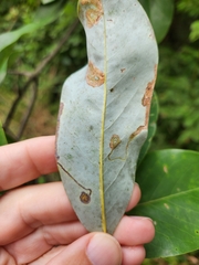 Phyllocnistis magnoliella