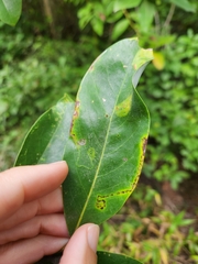 Phyllocnistis magnoliella