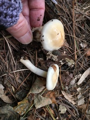 Hygrophorus flavodiscus