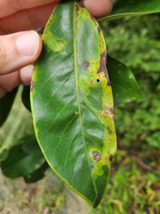 Phyllocnistis magnoliella