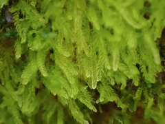 Cephalozia bicuspidata