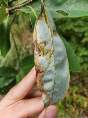 Phyllocnistis magnoliella