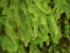 Cephalozia bicuspidata