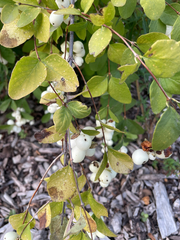 Symphoricarpos