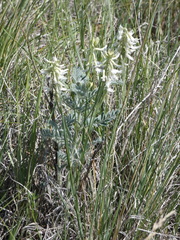 Astragalus drummondii