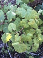 Rubus neomexicanus